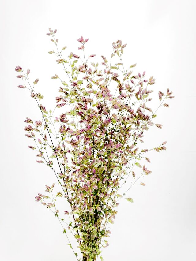 オレガノハイブリッド　ナチュラル　60126