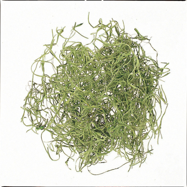 スパニッシュモス・グリーン　小袋　61061-700