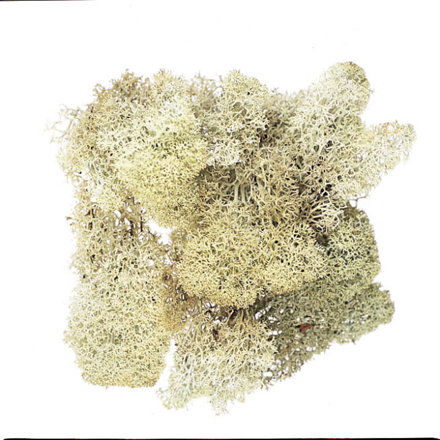 アイスランドモス　小袋　N　61071-000