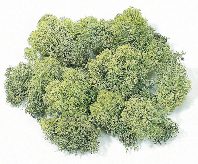 アイスランドス　小袋　グリーン　61071-700