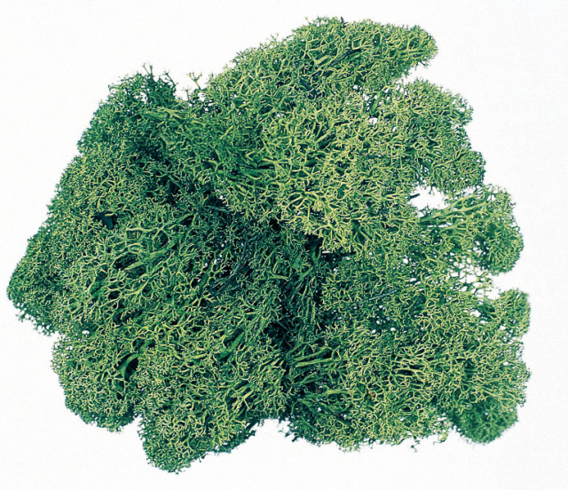 アイスランドス　小袋　モスグリーン　61071-760