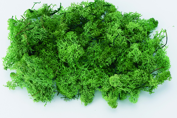 アイスランドモス　大袋　フレッシュグリーン　61073-730