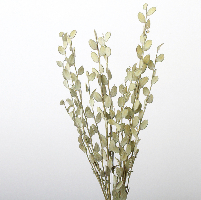 フィビジア　ナチュラル