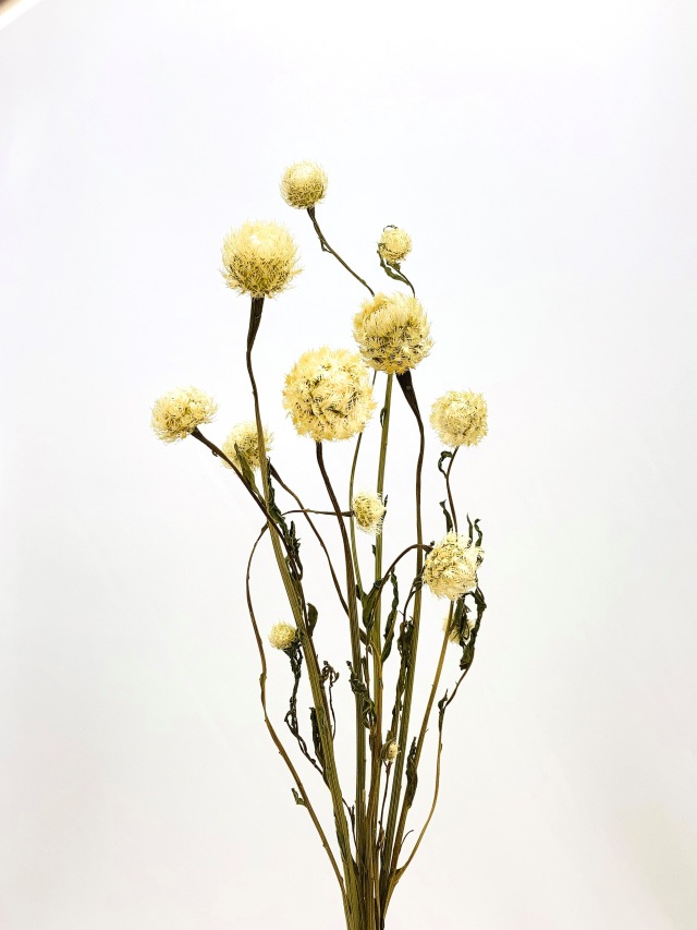 セントーレアアメリカーナ　N/ホワイト　61160