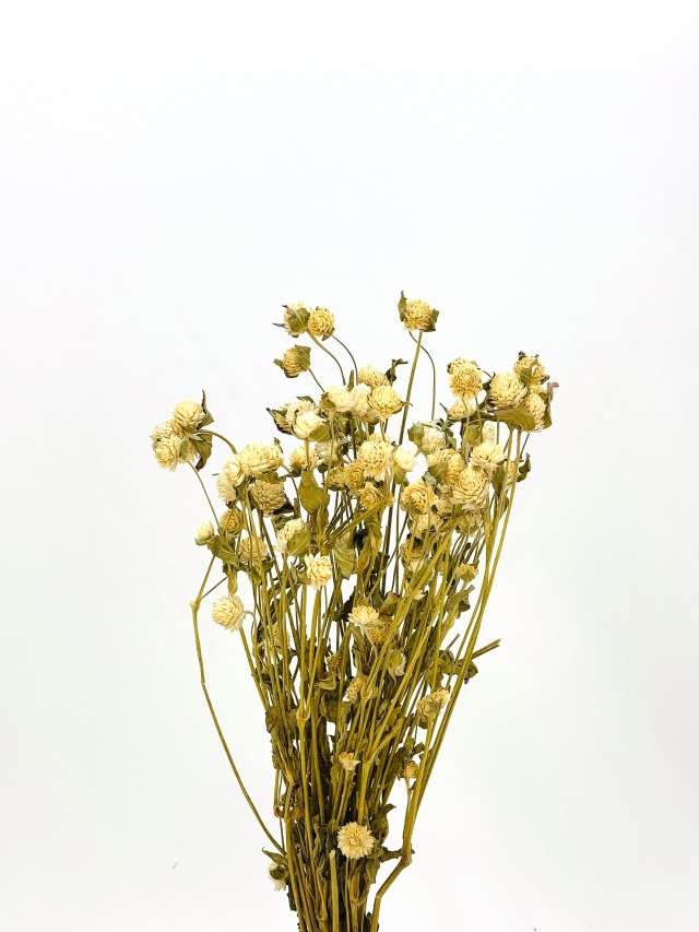 センニチコウ　ミニ　N/ホワイト　61161