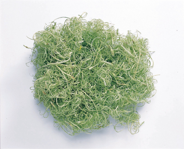 カーリーモス　小袋　グリーン　61180-700