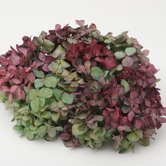 ソフトあじさい彩　　ボルドー×グリーン　64143