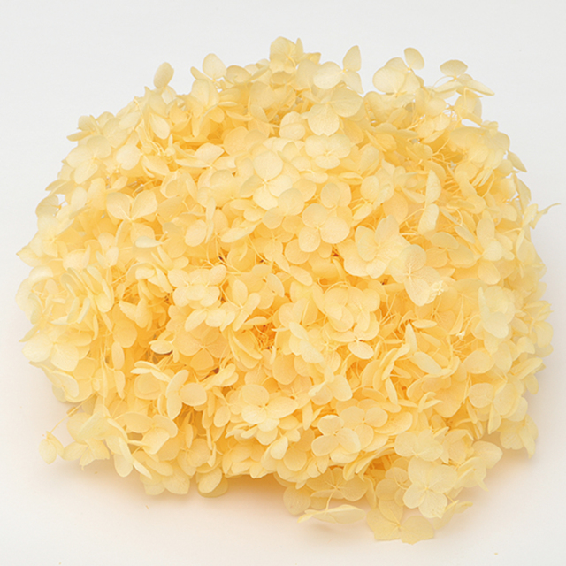 ソフトあじさいアナベル　カスタード　64185