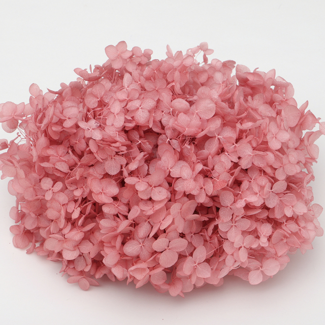 ソフトあじさいアナベル　クランベリー　64191