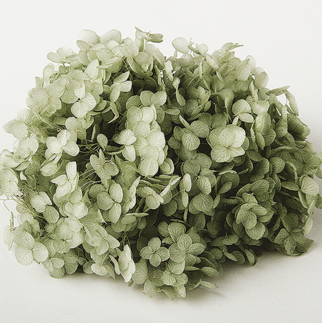 ソフトあじさいアナベル　グリーンティー　64220