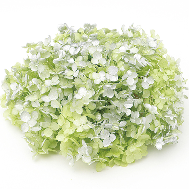 ソフトあじさいアナベル　スプラッシュグリーン　64224