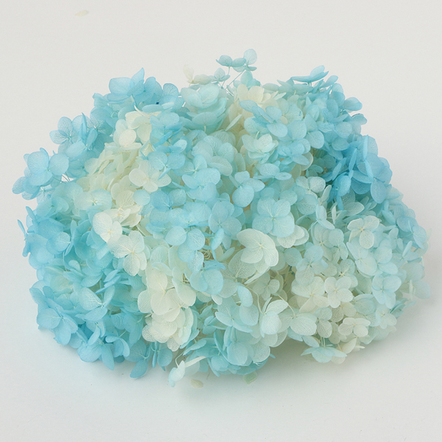 ソフトあじさいアナベル　パルフェ　ソーダーフロート　64244