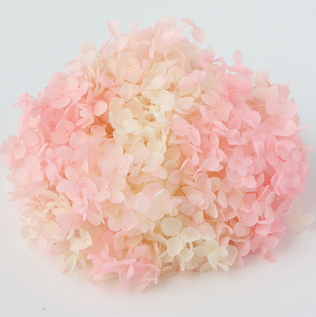 ソフトあじさいアナベル　パルフェ　ピンクフロート　64245