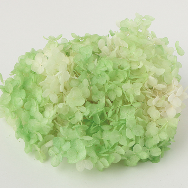 ソフトあじさいアナベル　パルフェ　メロンフロート　64250