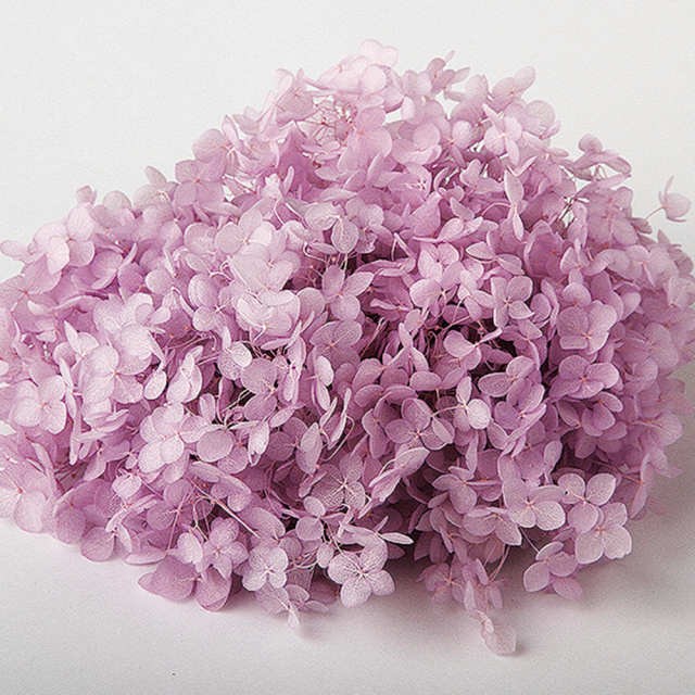 ソフトあじさいアナベル　パープル　64252