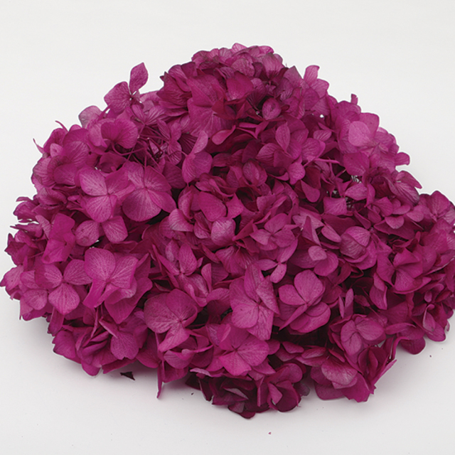 ソフトあじさい美咲　ビューティー　64261