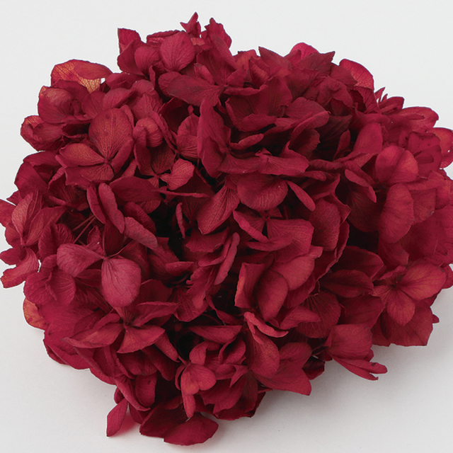 ソフトあじさい美咲　スカーレット　64280