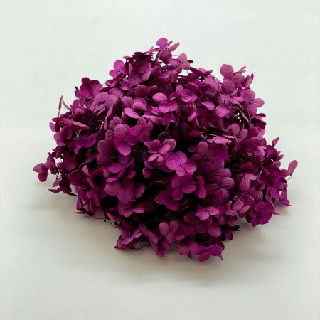 ソフトあじさいアナベル　ビューティー　64320