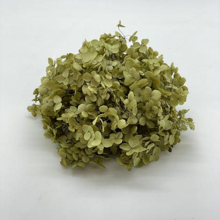 ソフトあじさいアナベル　バジルグリーン　64322