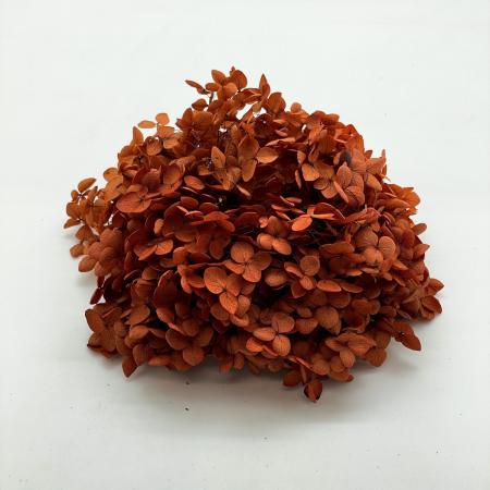 ソフトあじさいアナベル　ブリックオレンジ　64323