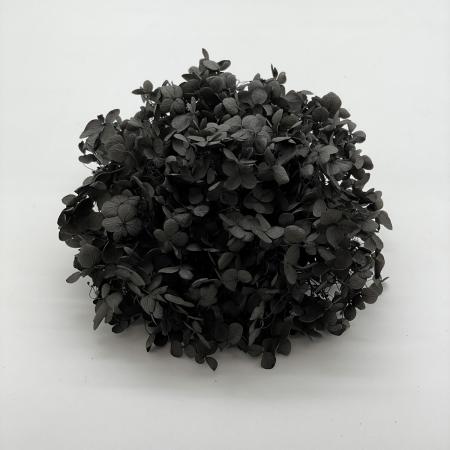 ソフトあじさいアナベル　ナイトブラック　64324