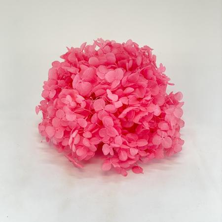 ソフトあじさいアナベル　ストロベリー　64326