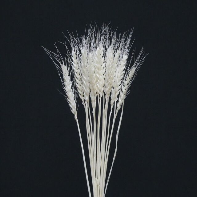 小麦　サラシ　65094