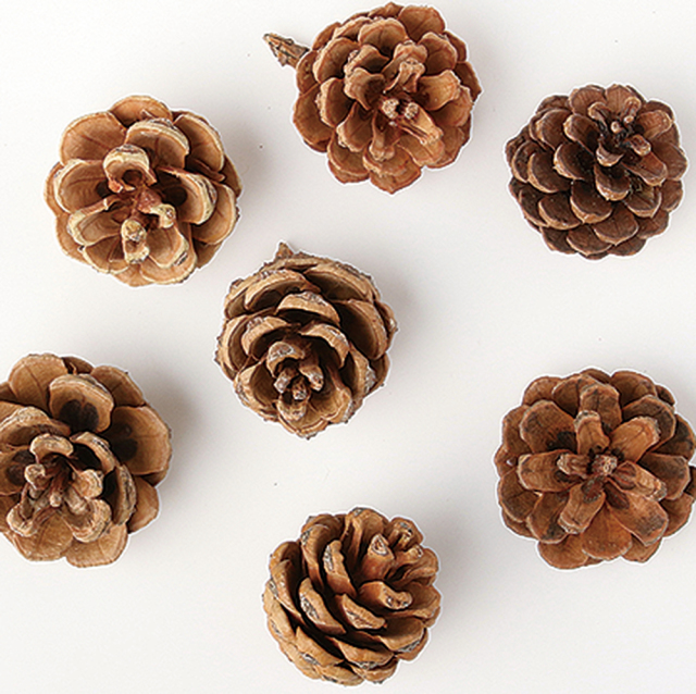 松かさ　ミニ　ナチュラル