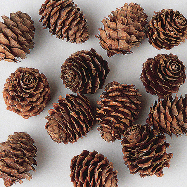 カラマツ　大　N　66201