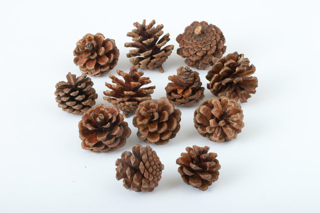 松かさ　ミニミニ　ナチュラル　66235　廃盤セール60％ＯＦＦ