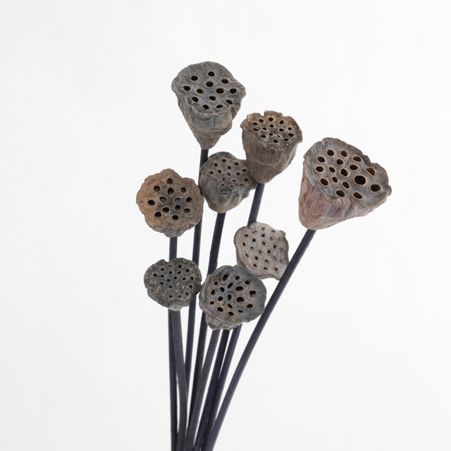 ミニハス　ステム付き　Ｎ 　67075