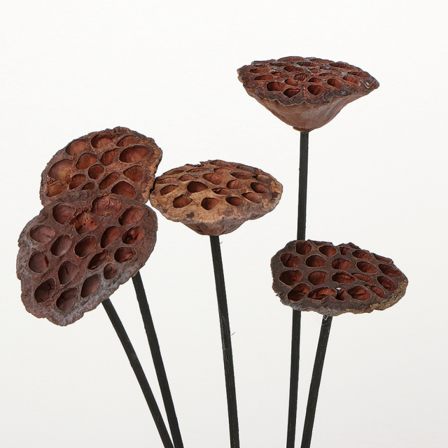 ハス　ステム付き　Ｎ