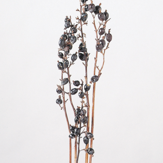 ブラックベリー　Ｎ