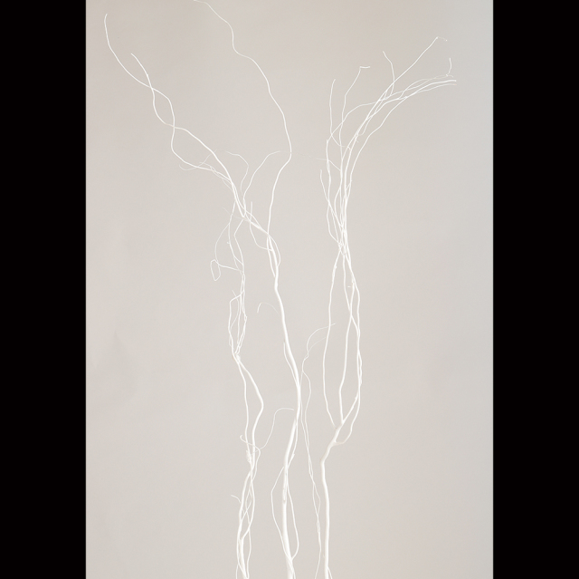 うんりゅう柳　サラシ　69001