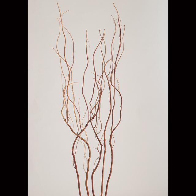 うんりゅう柳　N皮付き　5本　69045