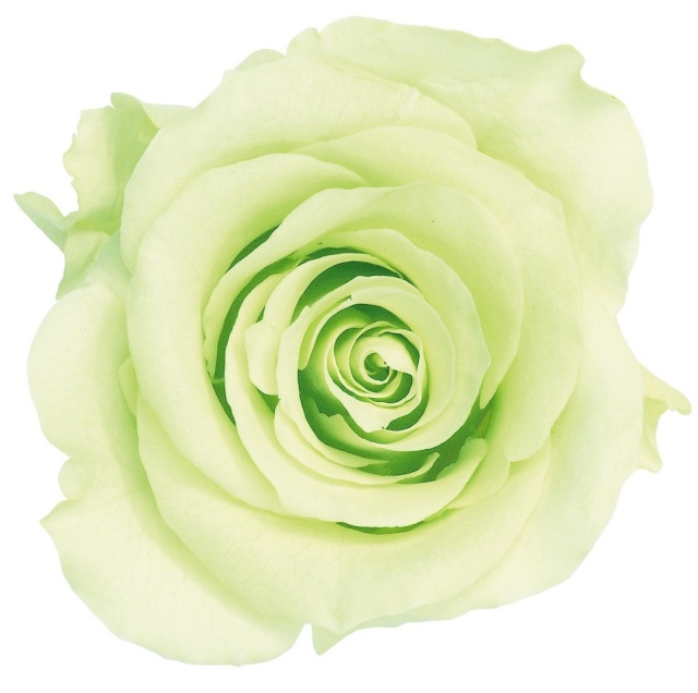 ローズ・かのん・L　フレッシュグリーン　05203-701-1　特別割引60％OFF