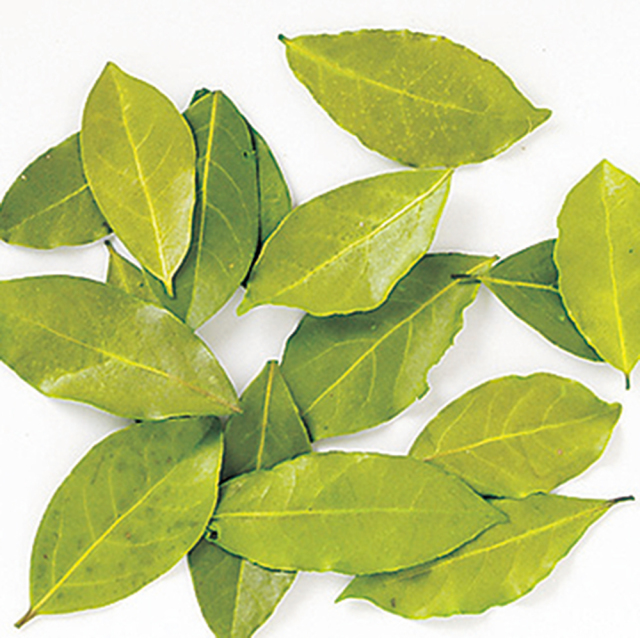 カラーリーフ　ライムグリーン