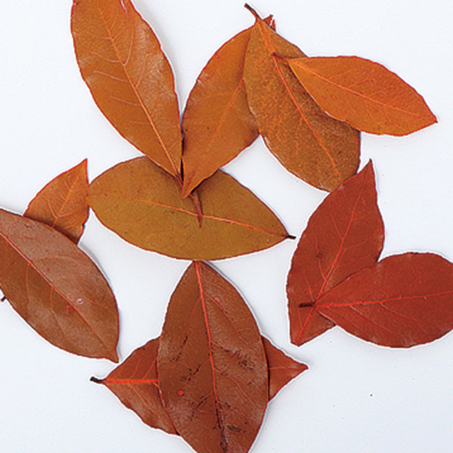 カラーリーフ　オレンジ