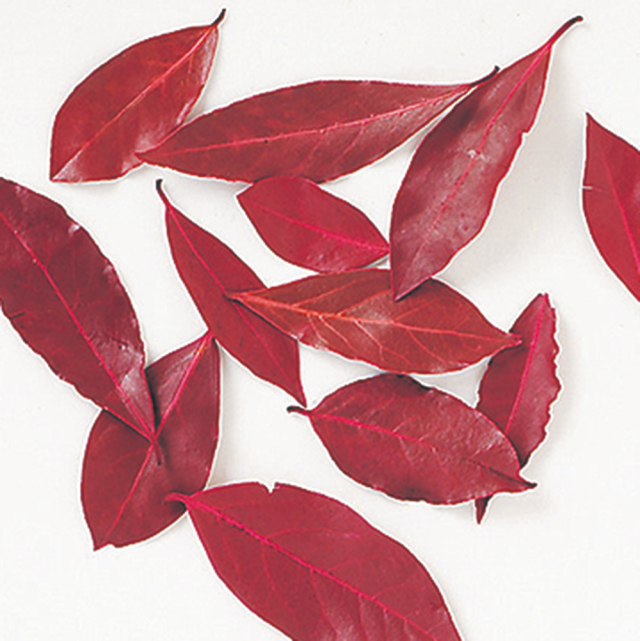 カラーリーフ　レッド
