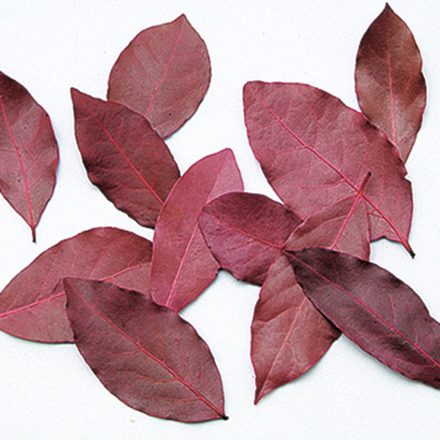 カラーリーフ　バーガンディー