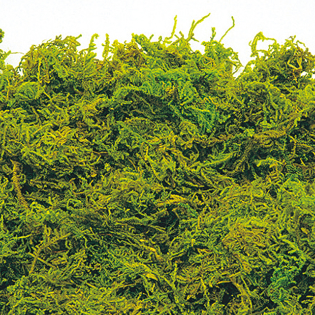 水ゴケ　ライトグリーン