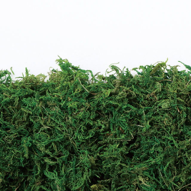 山ゴケ　グリーン　71074