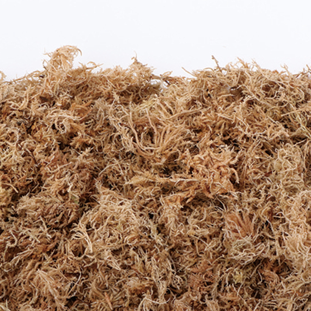 水ゴケ　オフブラウン