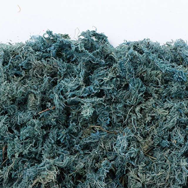 水ゴケ　ブルーグレー