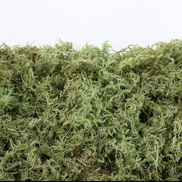 水ゴケ　ライムグリーン