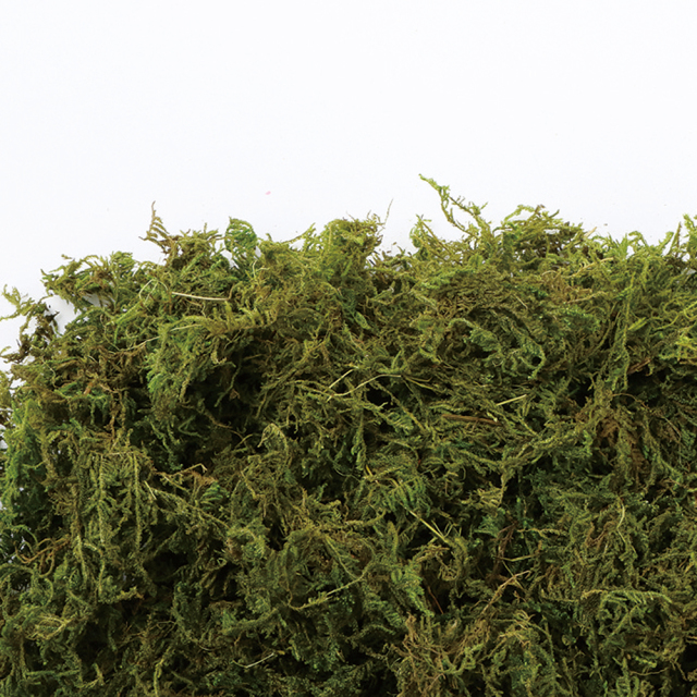 山ゴケ　アンティークグリーン