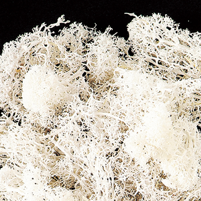 フィンランドモス　サラシ　71119　※ご注文後の取り寄せ商品