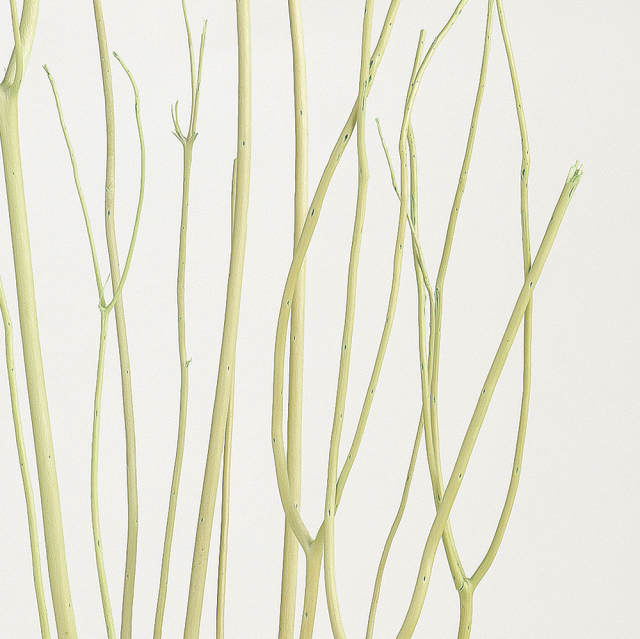 ミツマタ　ライトグリーン　73047　メーカー廃番60％OFF