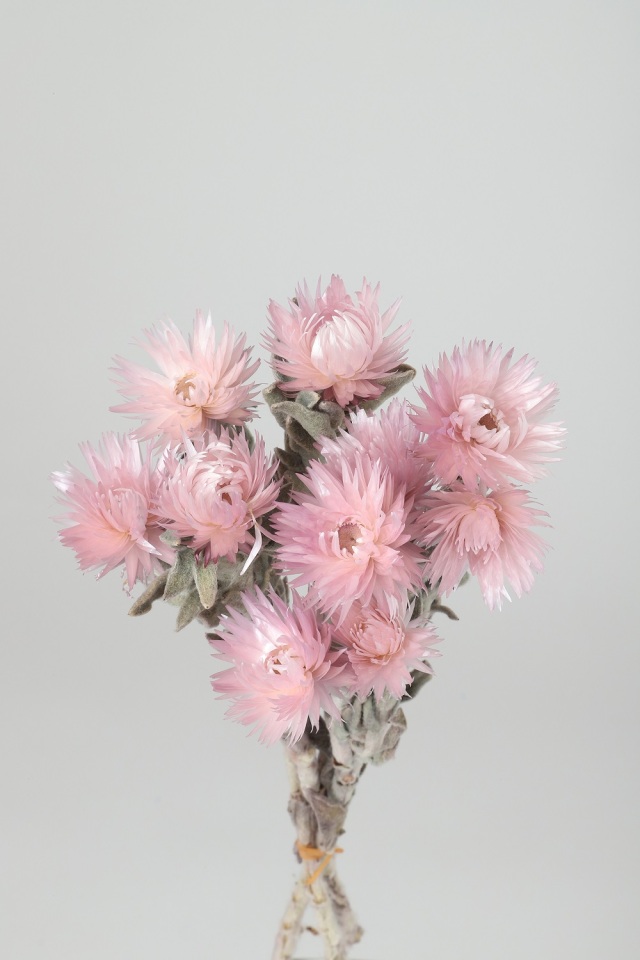 シルバーデージーミニ　ミスティパープル　73130