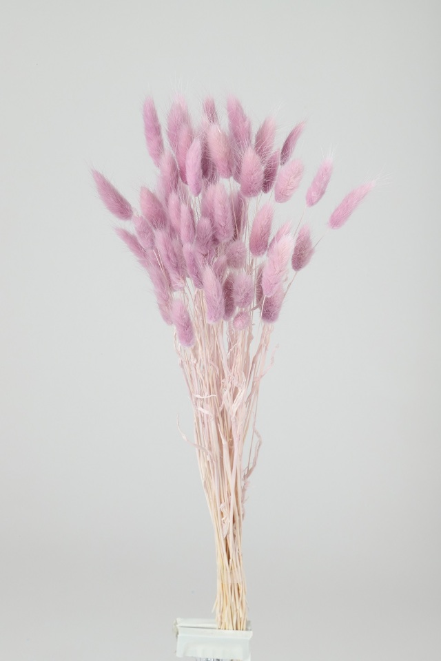 ラグラス　ミスティパープル　73131